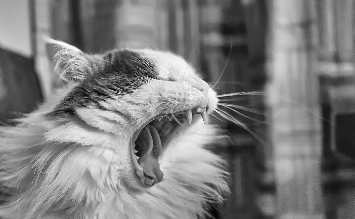Cat mouth, gums and teeth