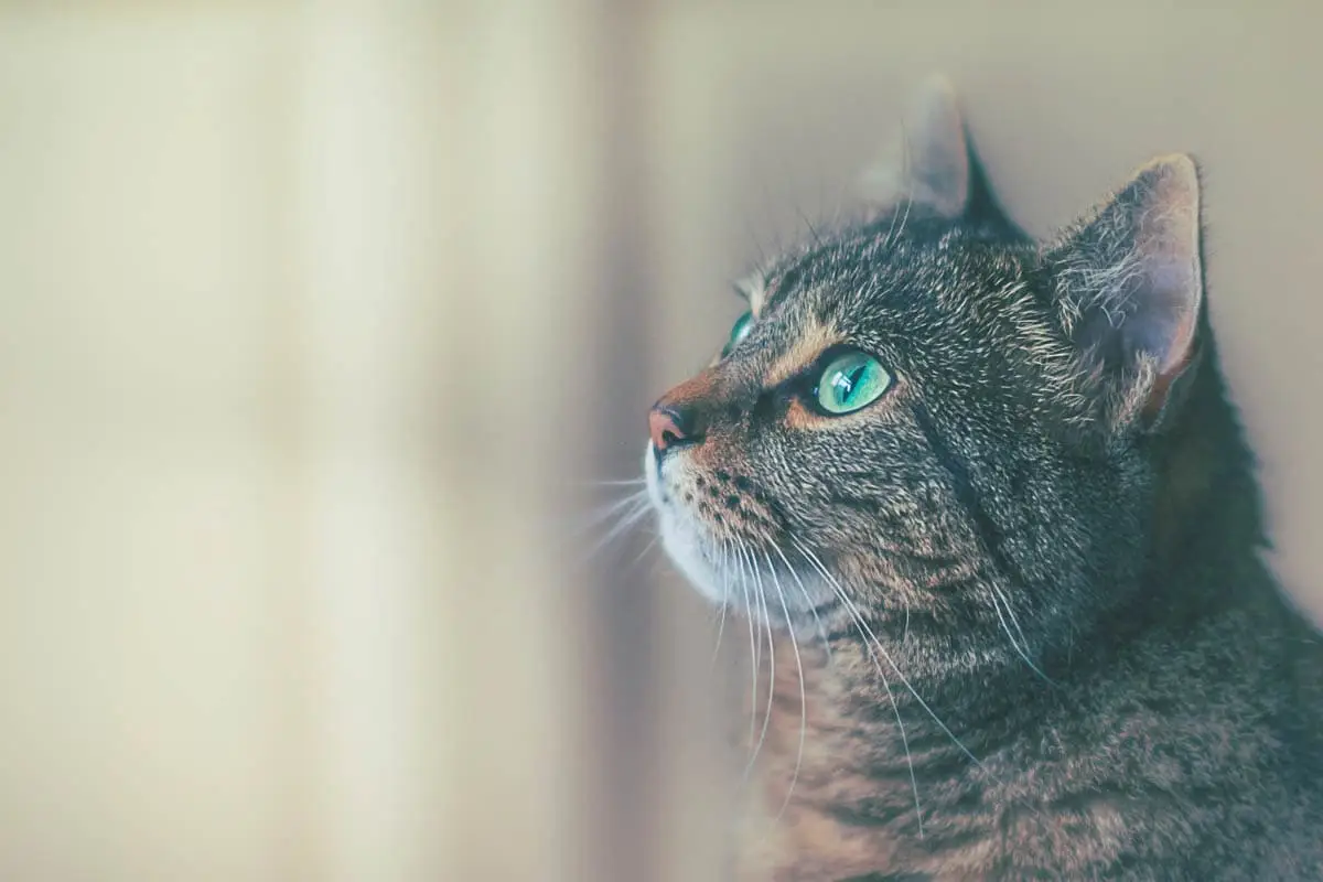 Cat chin