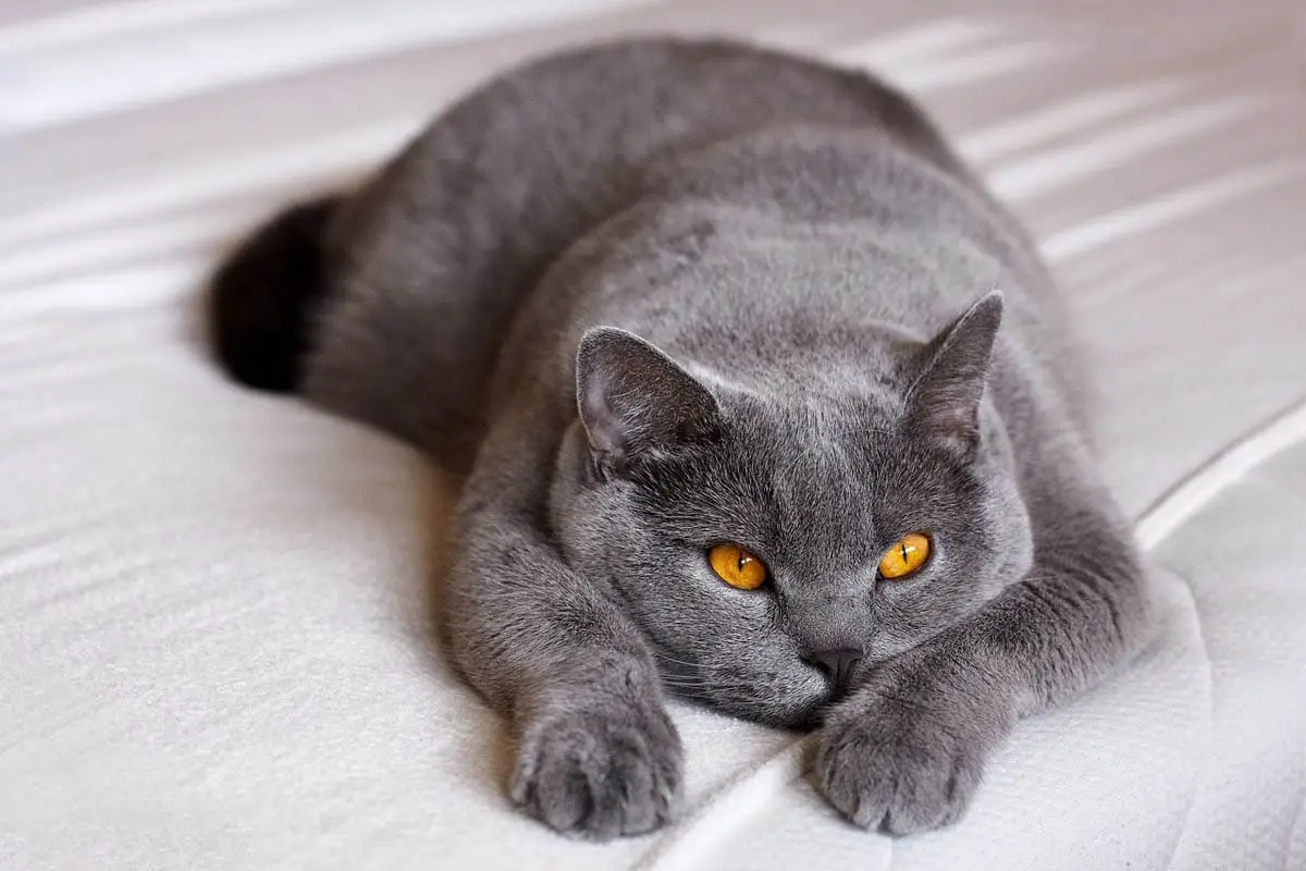 Checking a cat