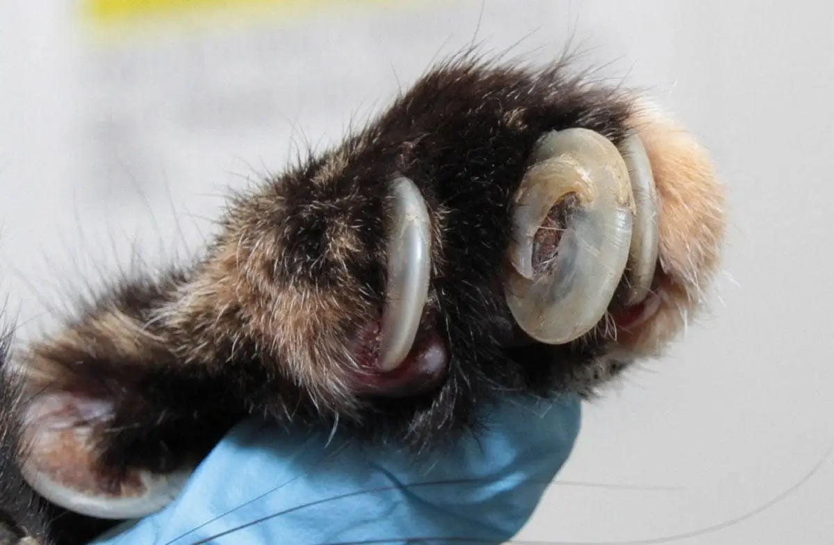 Overgrown cat claw