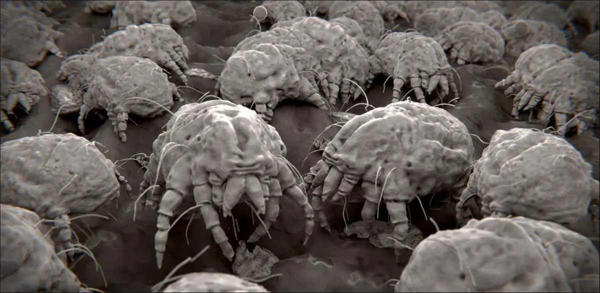 Dust mites