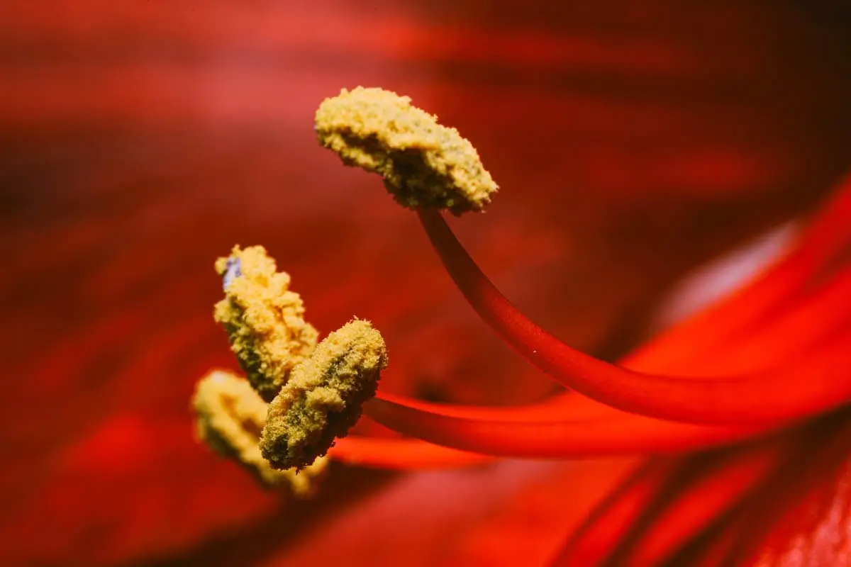Pollen