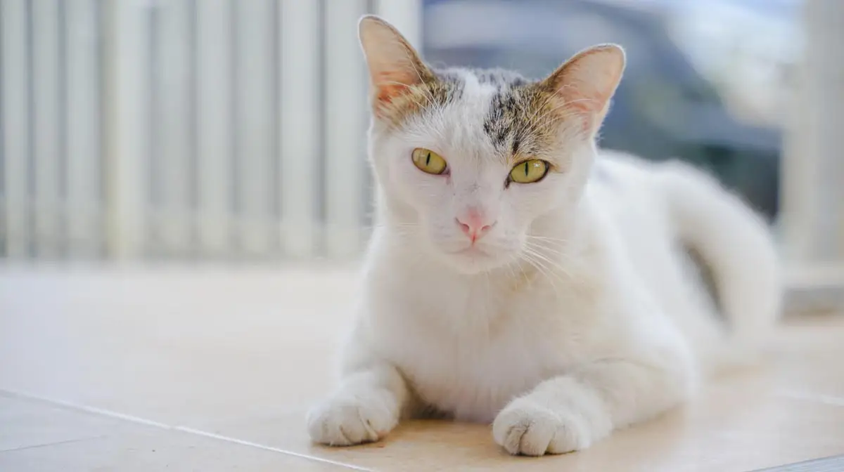 Folliculitis in cats