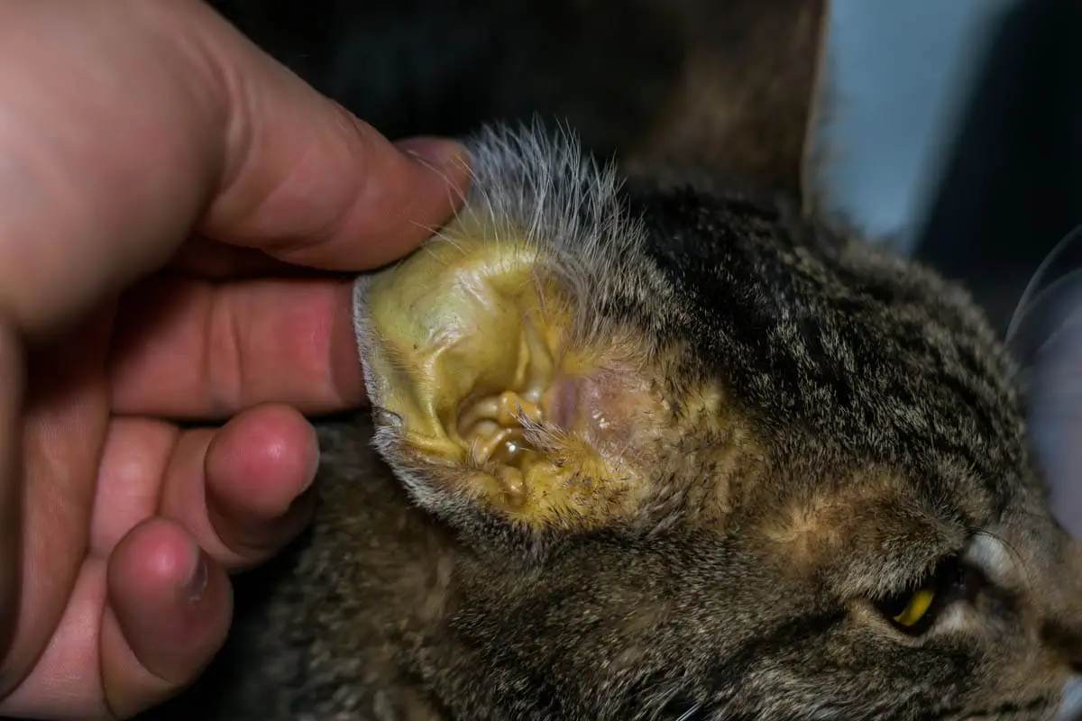 Jaundice in cats