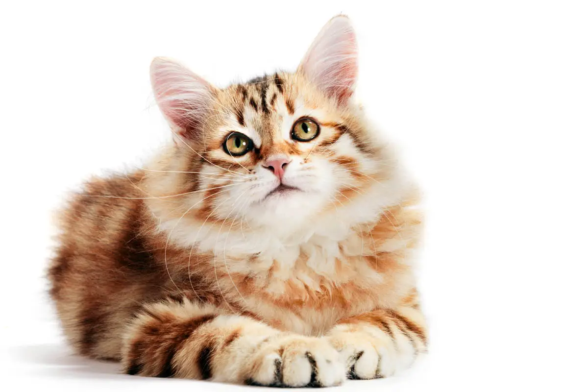 Care di sterilizzazione di gatti e gattini: suggerimenti per un recupero morbido