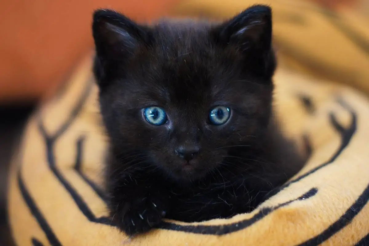 Kitten eye colour
