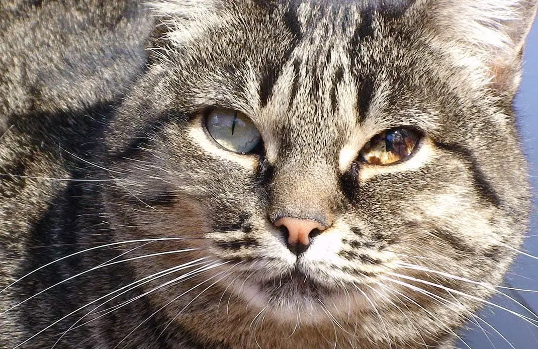 Brown spots in cat