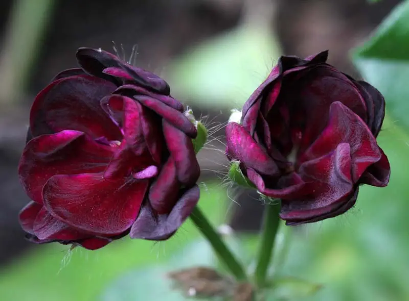 Purple geranium flowers