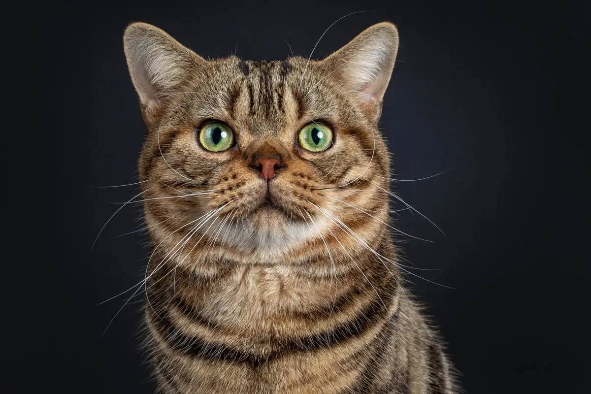 Bright red blood in cat stool