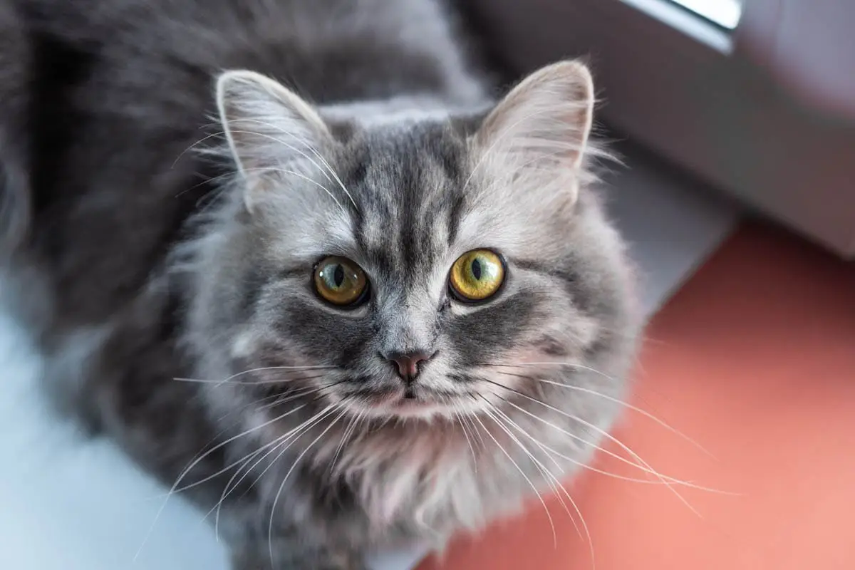 Feline lower urinary tract disease