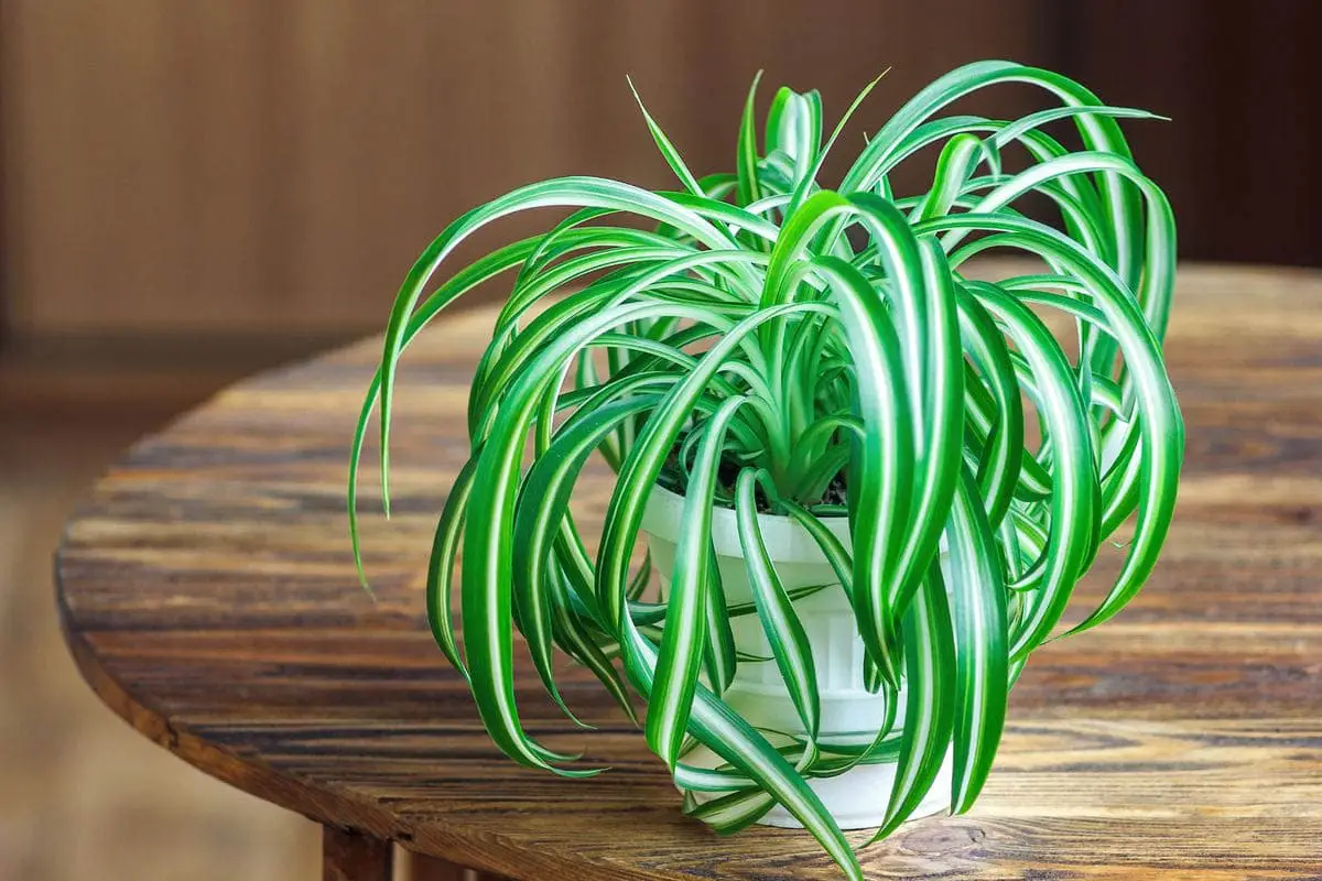 Spider plant