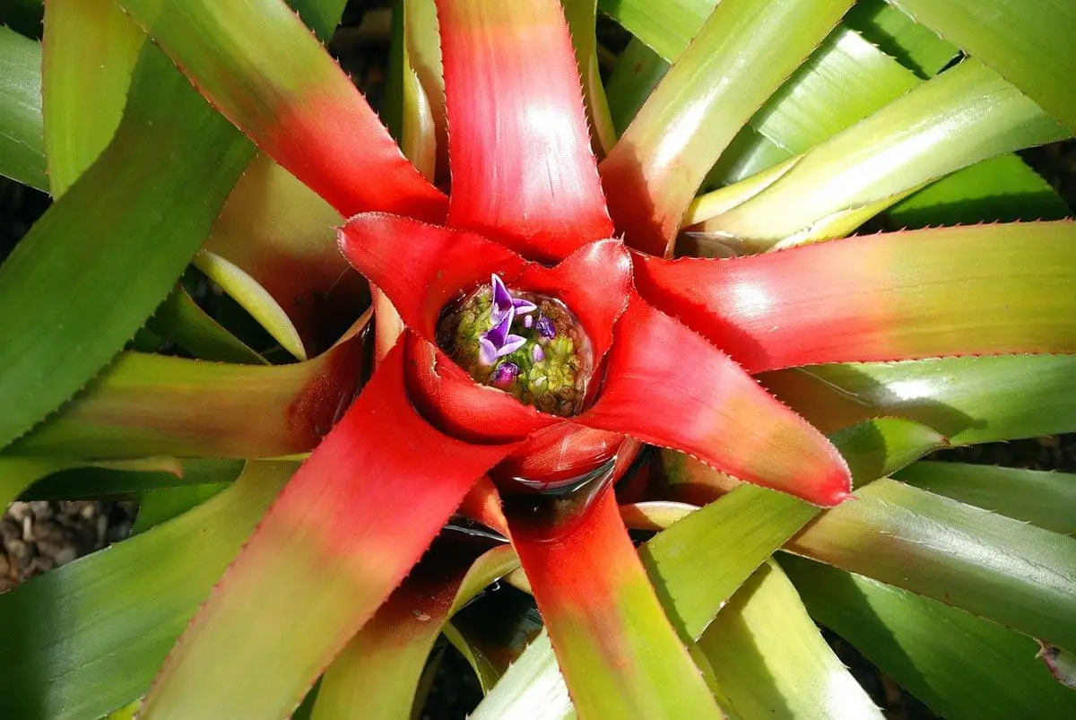 Bromelaid