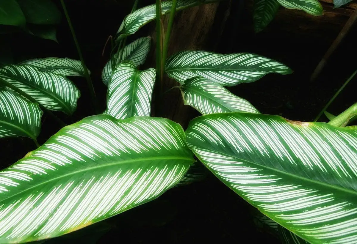 Prayer plant