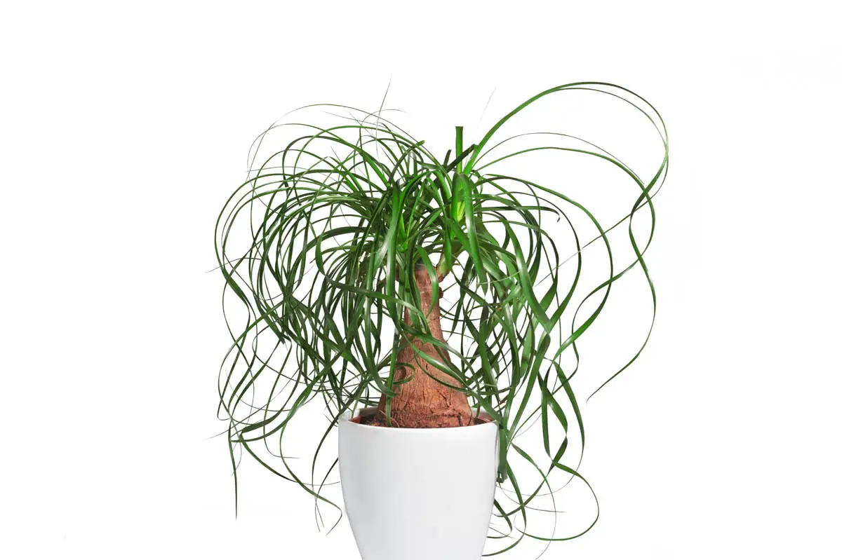 Ponytail palm