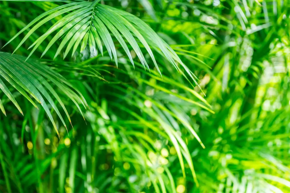 Golden cane palm