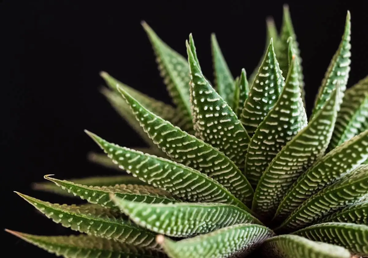 Zebra cactus