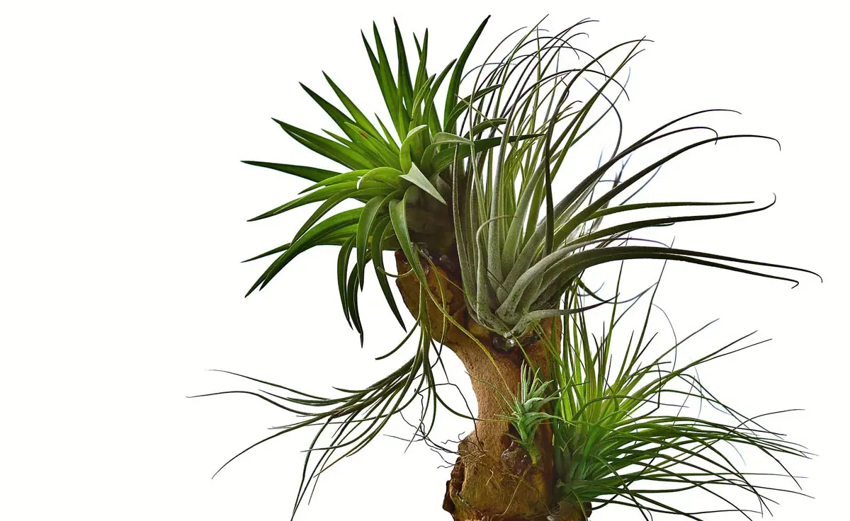 Air plant