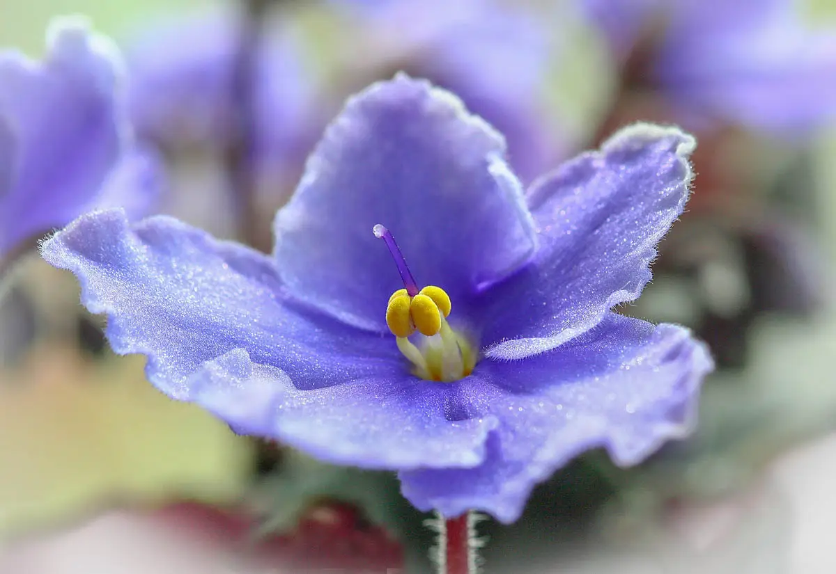 African violet