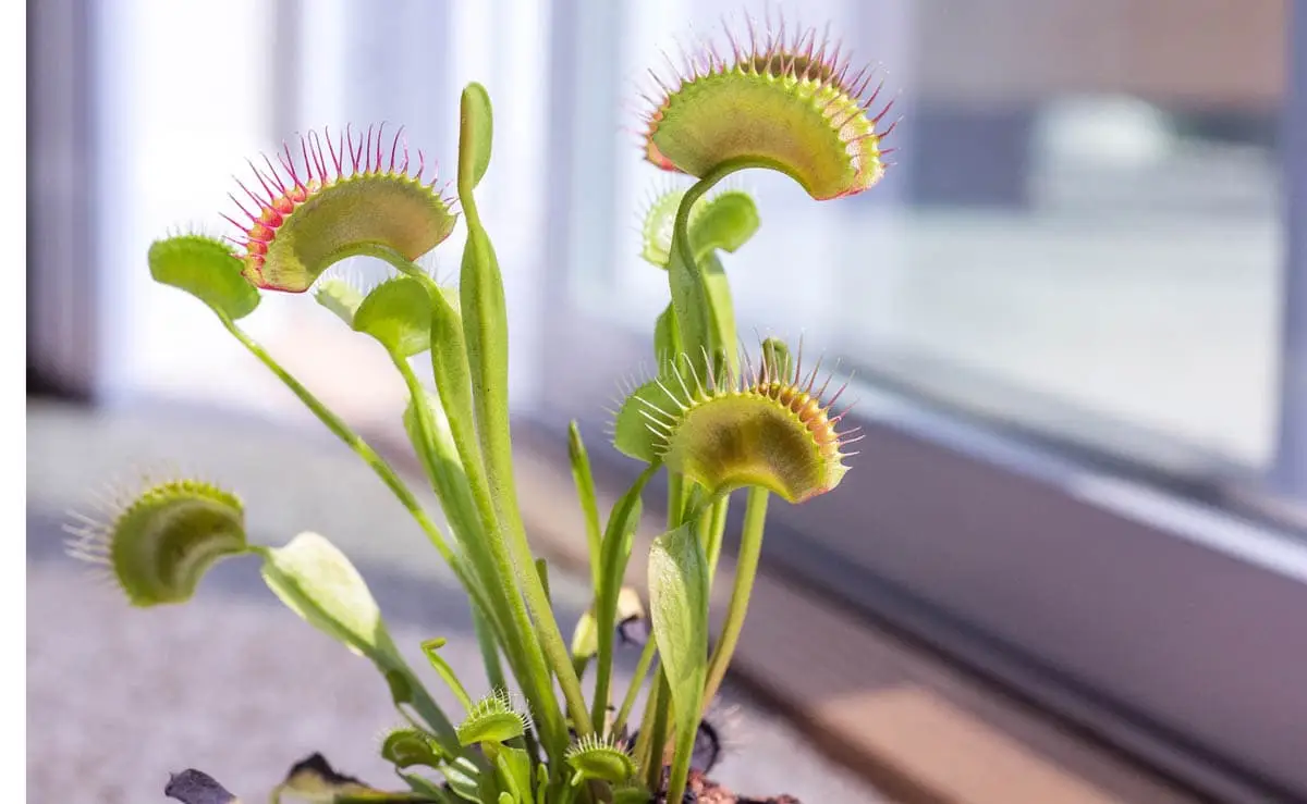 Venus fly trap