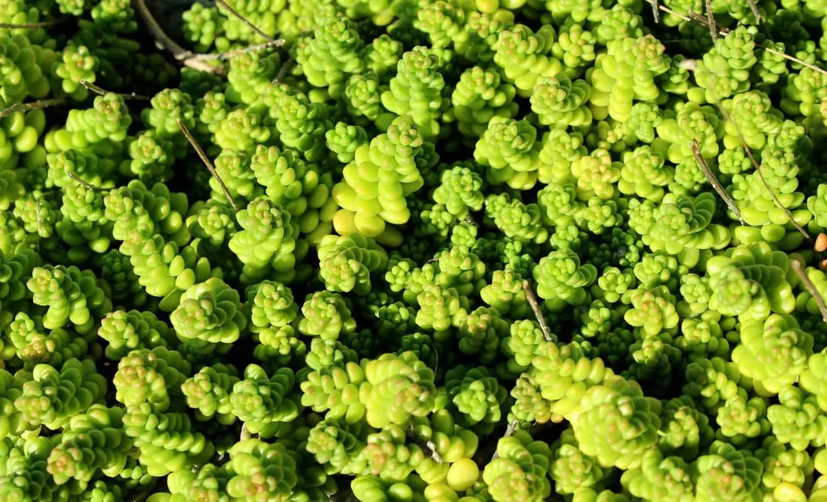 Burros tail (Sedum)