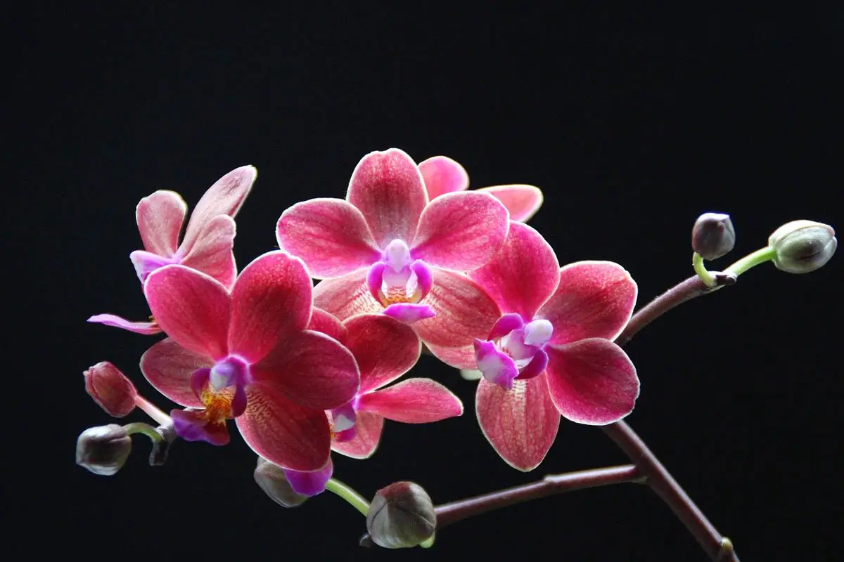 Orchid