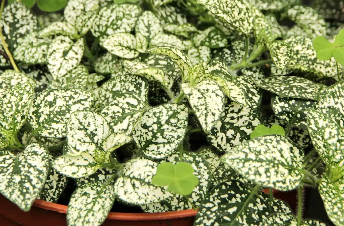 Polka dot plant