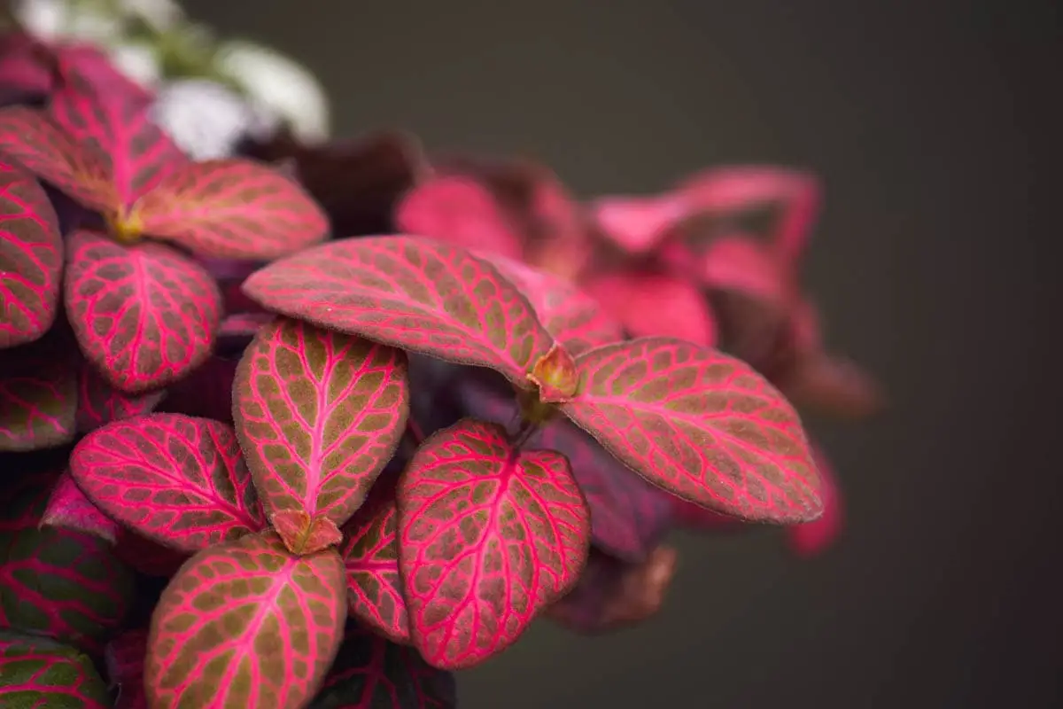 Nerve plant