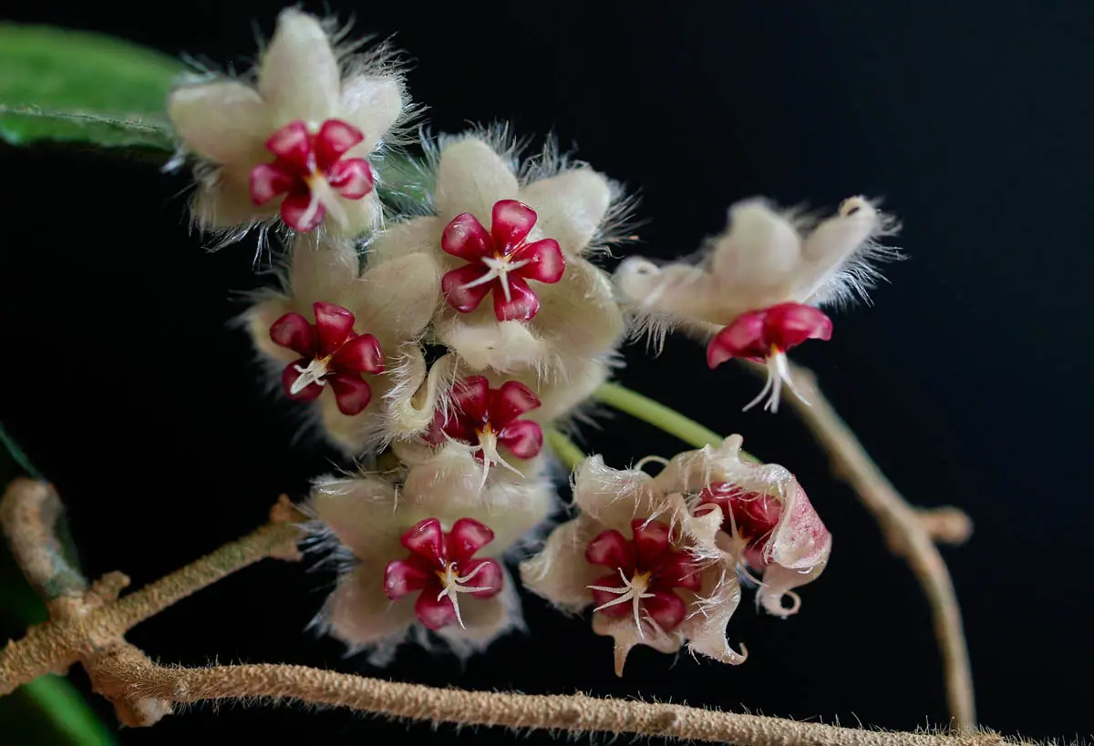 Hoya plant