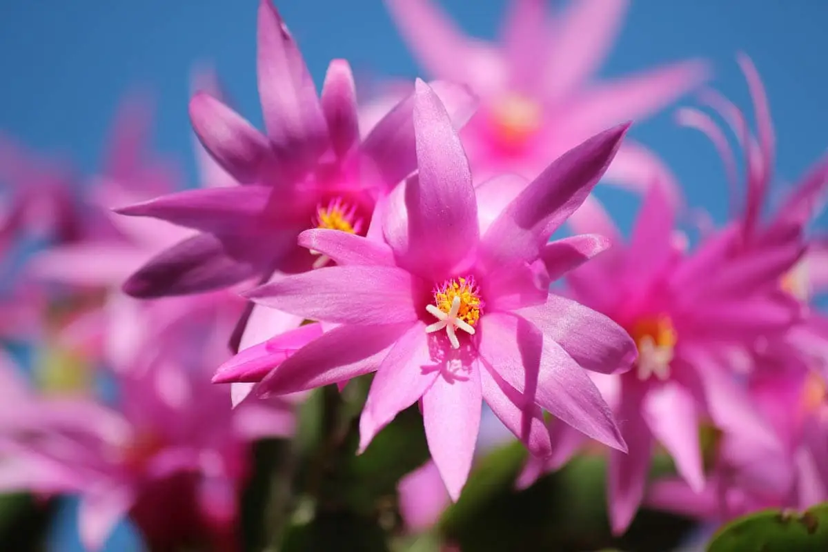 Christmas cactus