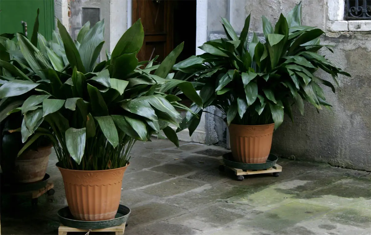 Cast iron plant