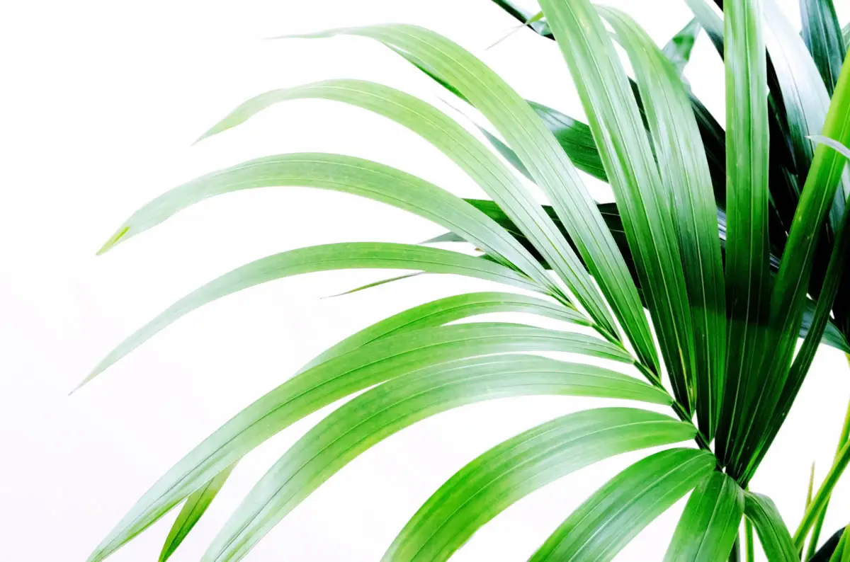 Kentia palm