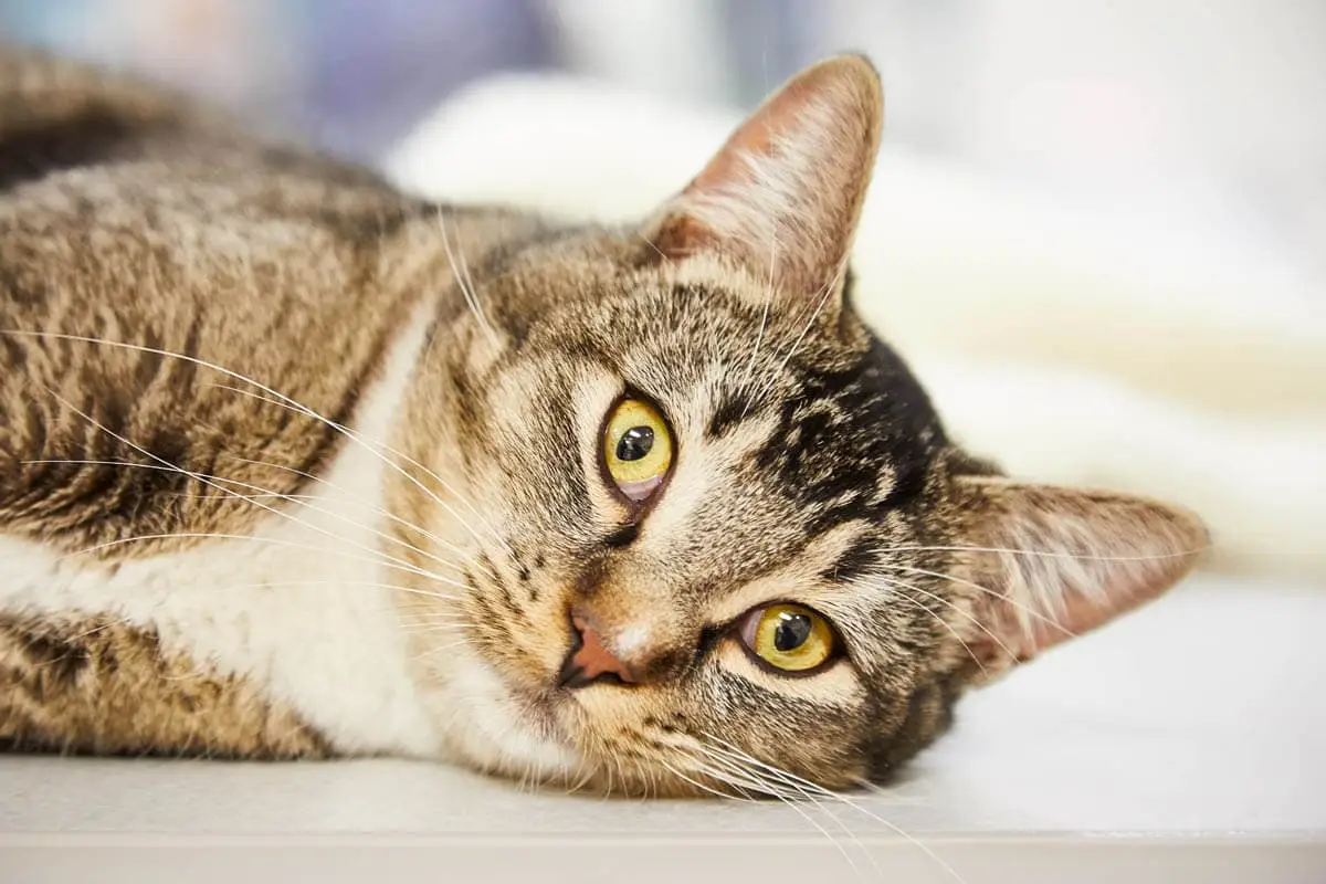 Maroping (Kirsche) für Katzen