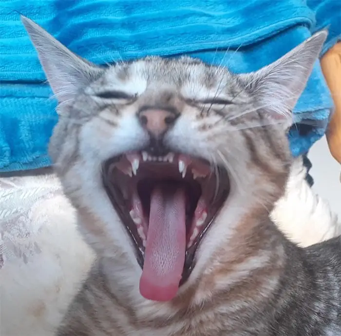 Kitten with retained baby teeth
