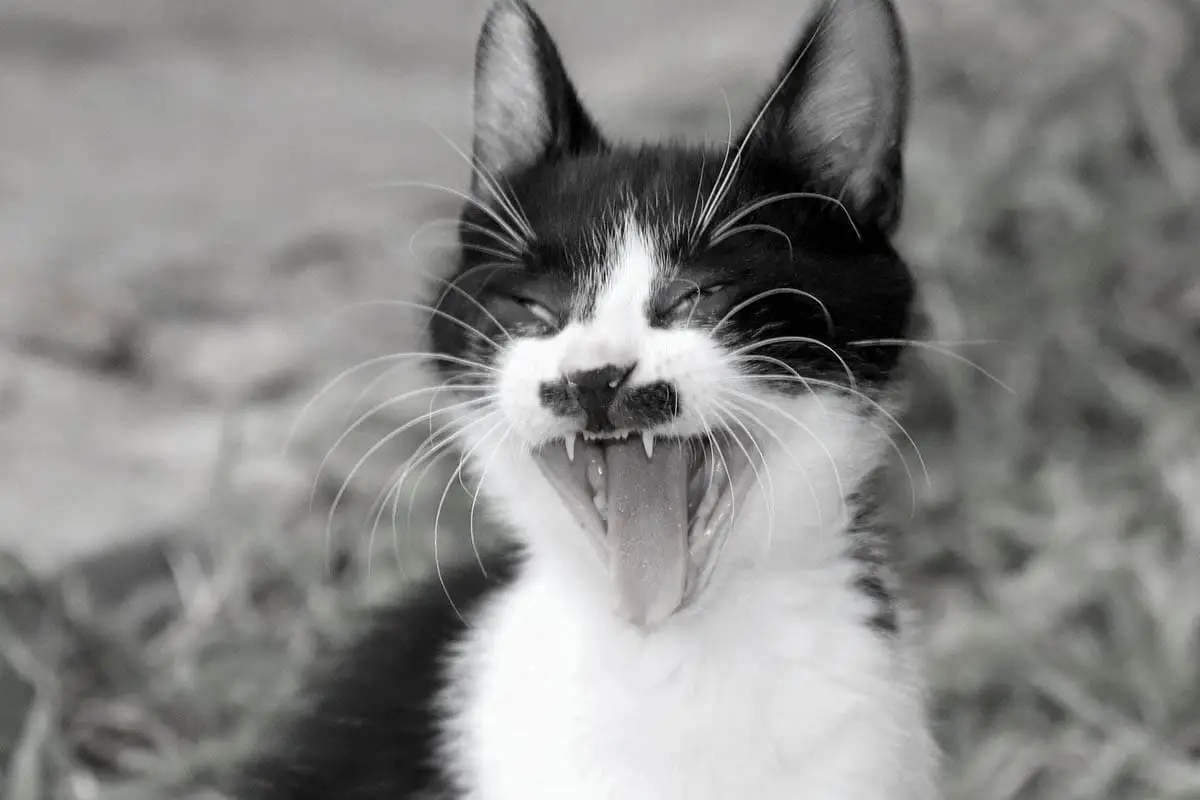 Denti di latte in pensione (decidui) nei gatti
