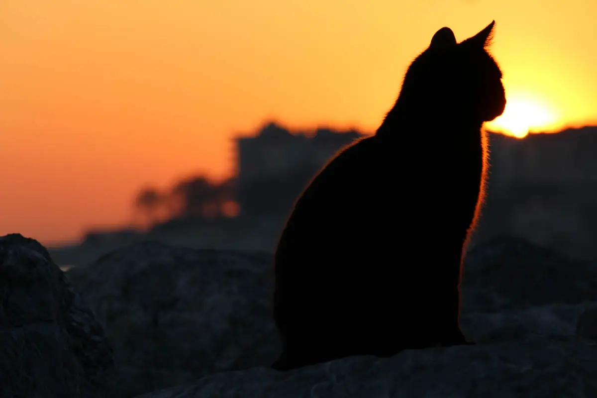 Was ist die richtige Zeit für Katzenopfer?