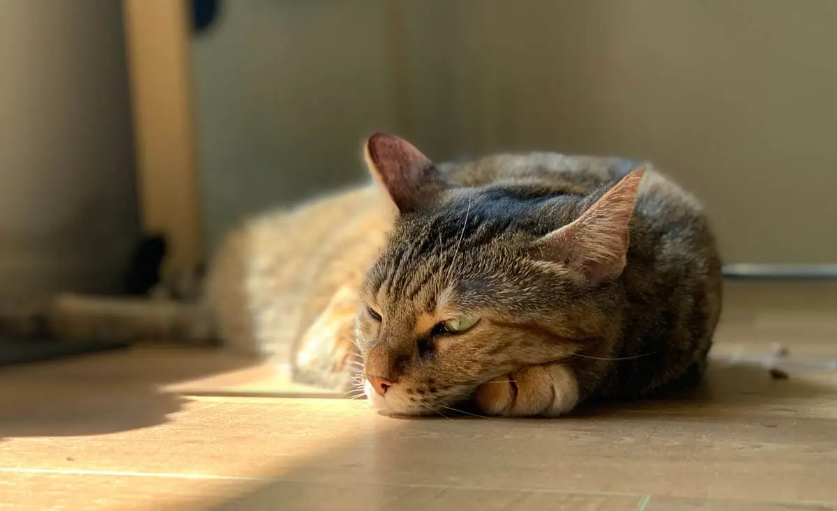 Cat sleeping on its belly