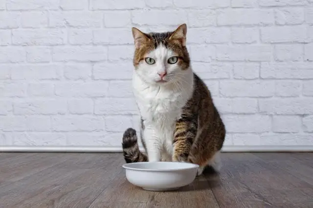 Feeding advice for fussy cats