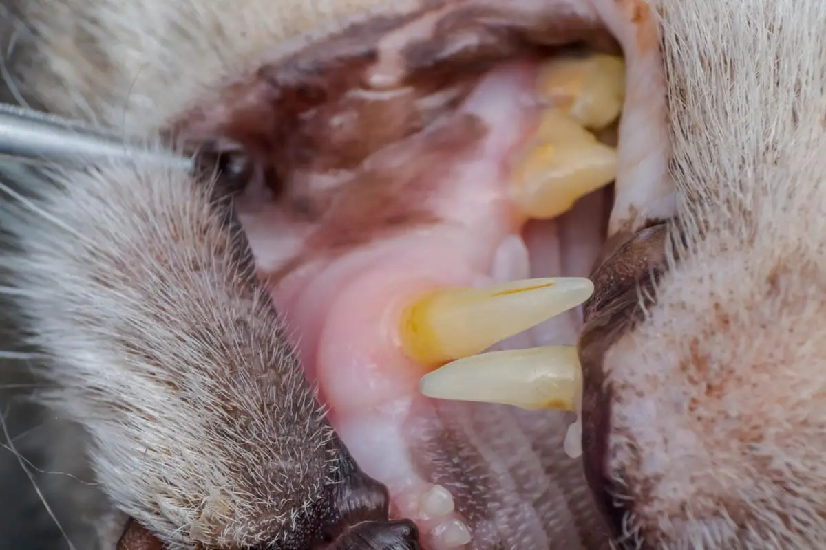 Common cat dental problems