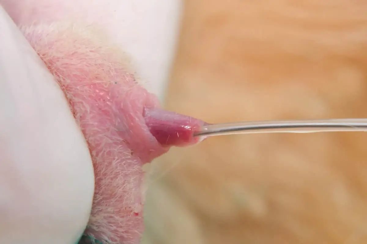 Inserting a catheter into a male cat