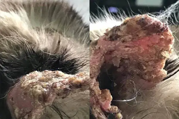 Pemphigus in cats