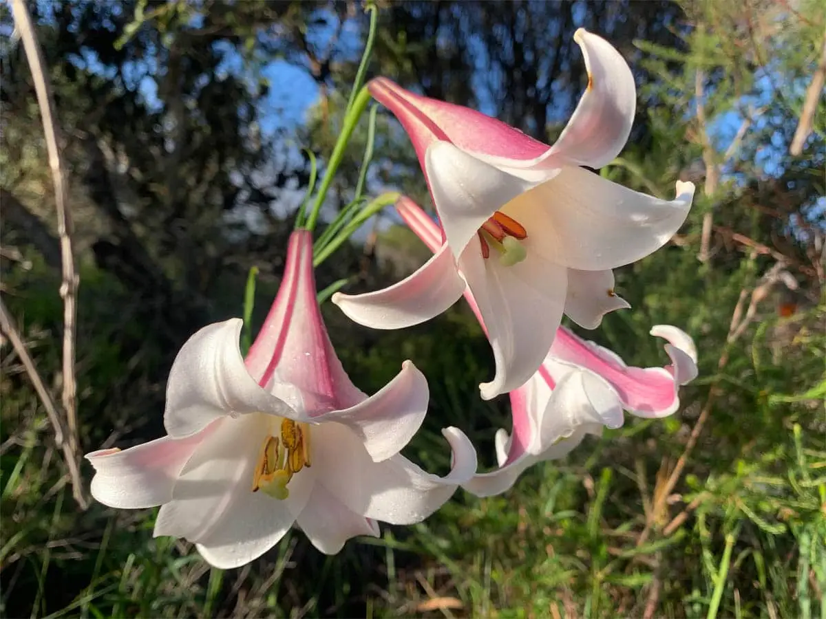 Os lírios (Lilium) são tóxicos para os gatos?