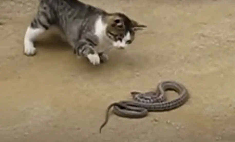 Ja, Katzen töten Schlangen