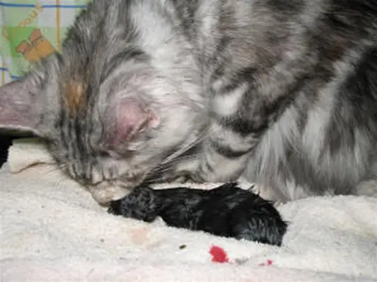 Licking the newborn clean