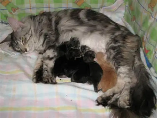 Contented mum with babies