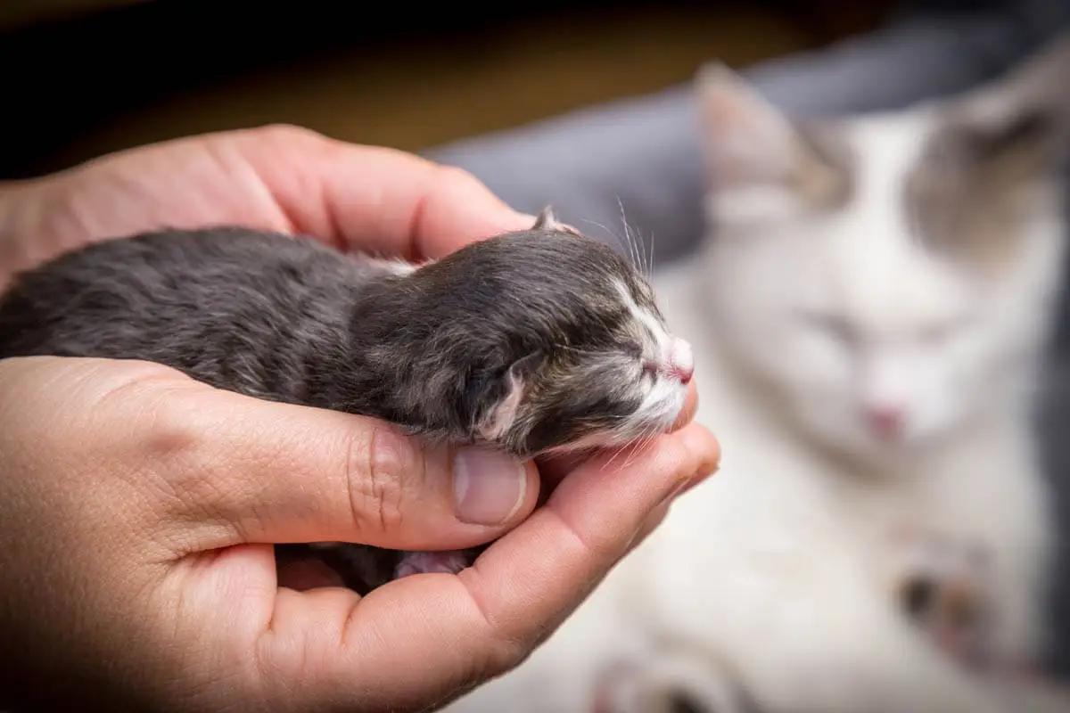 Birth in cats