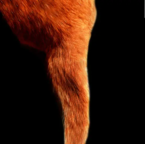 lump on a cat