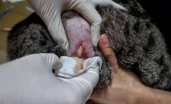draining abscess on a cat