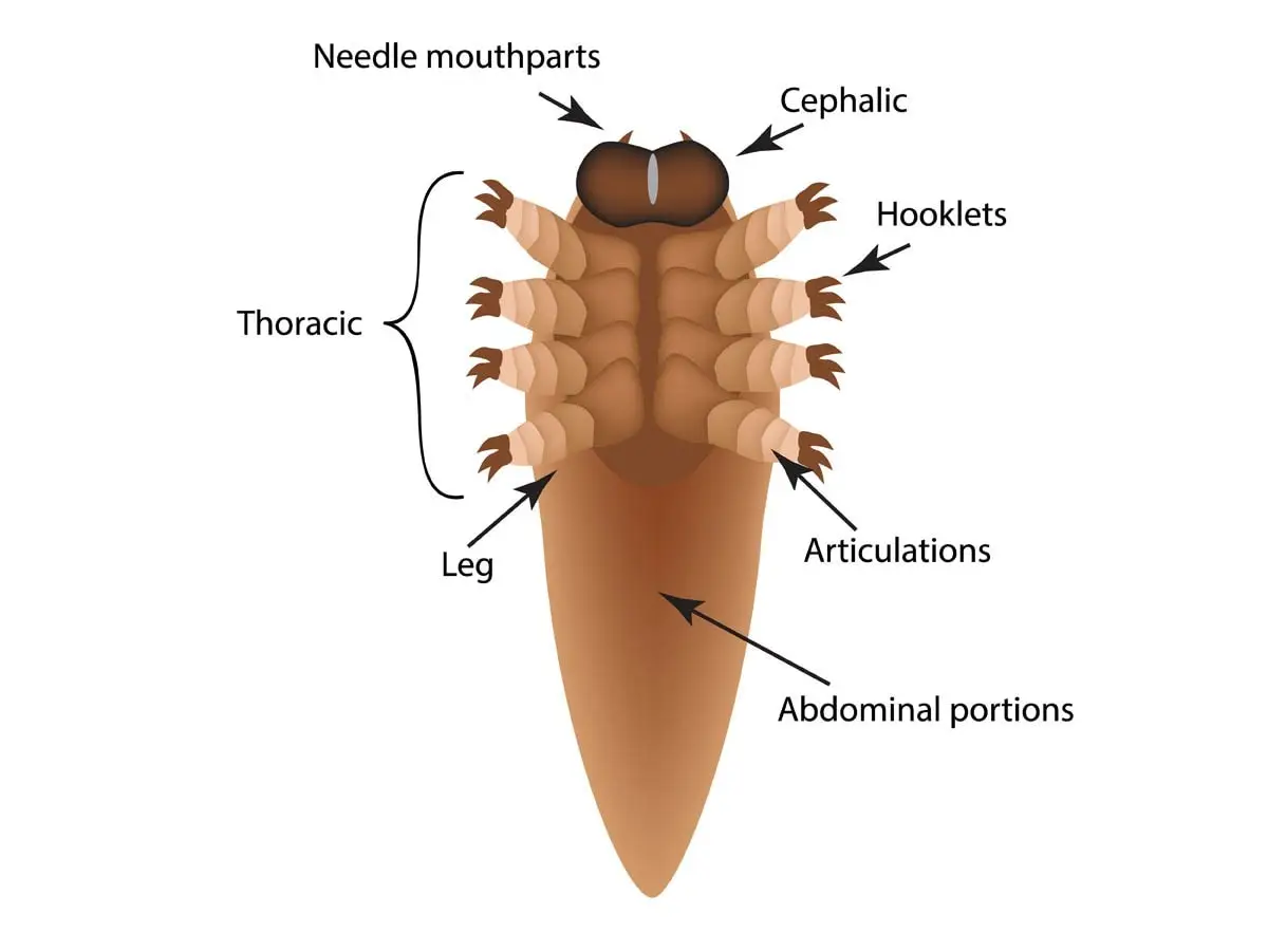 Demodex mite