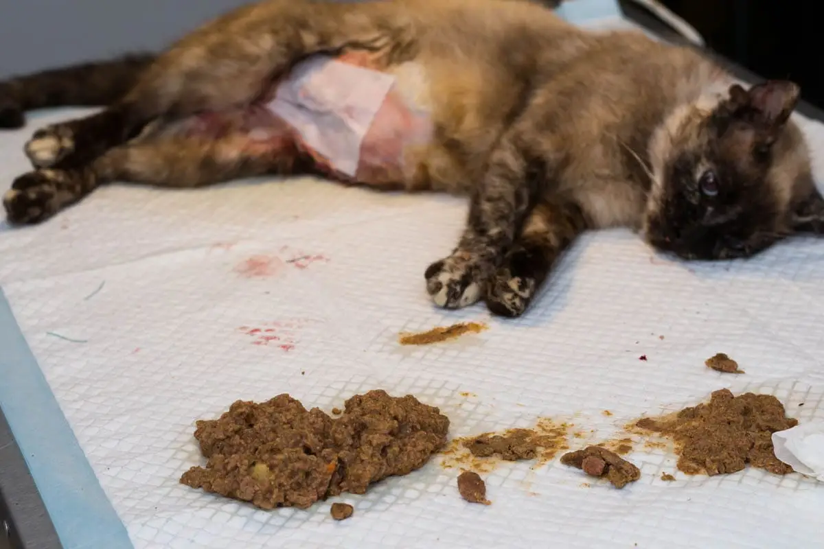 Why do cats have to fast before surgery?