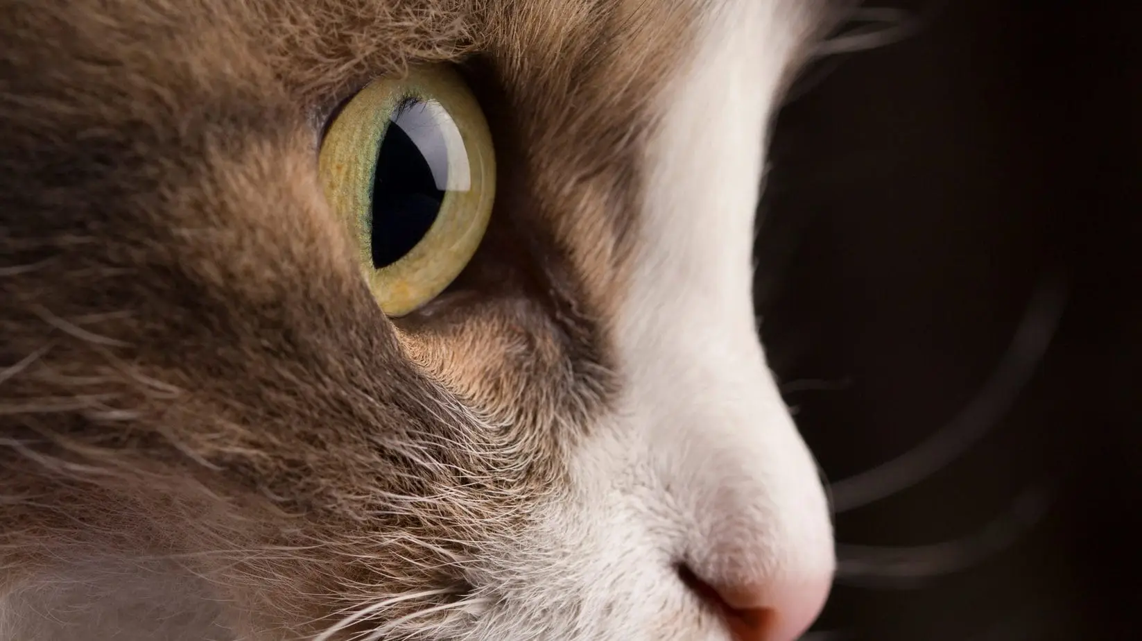 Por que os gatos precisam jejuar antes da cirurgia?